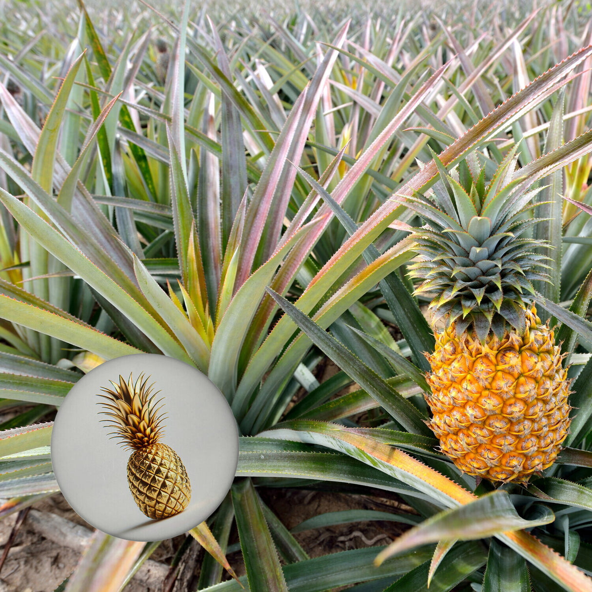 Goldene Ananas auf weißem Hintergrund Magnet rund rund