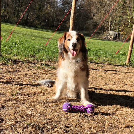 Hunde-Hantel Hundespielzeug mit Tennisball in lila